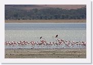 07IntoNgorongoro - 094 * Lesser Flamingos on the shore of Lake Magadi.